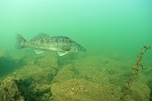 Pike-perch swimming in the Rhone France
