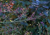 Callicarpa 'Profusion' in fruit in a garden