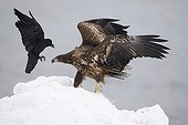 White-tailed eagle facing a Raven Japan 