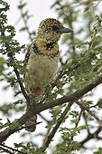 D'Arnaud's Barbet sitting on a branch in Tanzania