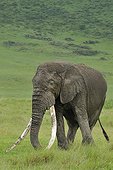 Elephant male with very long tusks in Tanzania