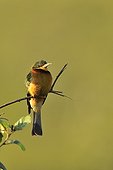 Little Bee-eater sitting on a branch Ngorongoro Tanzania