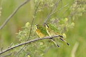 Two Little Bee-eaters on a branch Serengeti NP Tanzania