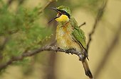 Little Bee-eater on a branch opens beak Tanzania