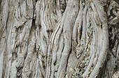 Detail of the bark of a Baobab Tarangire NP Tanzania