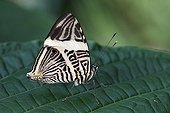 Butterfly on a leaf in a Butterfly House