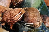 Many Pacific walruses (Odobenus rosmarus divergens) lying tightly squeezed, Bering Sea, Alaska