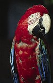 Scarlet Macaw (Ara macao) , also know as Lapa roja, Costa Rica, Central America