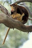 Matschie's Tree-kangaroo or Huon Tree-kangaroo (Dendrolagus matschiei), adult in a tree, native to New Guinea