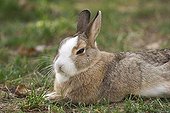 European rabbit ( Oryctolagus cuniculus )
