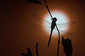 Dragonfly in front of the sunset in Lorraine France