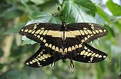 Butterflies mating in a butterflies house