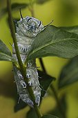 Chenille de Papillon atlas sur une branche ; Dernier stade de développement