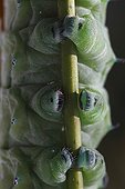 Ventouses d'une chenille de Papillon atlas sur une branche ; Dernier stade de développement