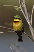 Little Bee-eater sitting on a branch Kruger NP South Africa