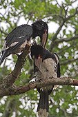 Trumpeter Hornbills torque grooming South Africa 