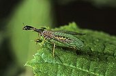 Snakefly (Raphidia sp)