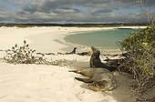 Galapagos Sea Lions (Zalophus californianus), San Cristobal Island, Galápagos Islands, UNESCO World Heritage Site, Ecuador