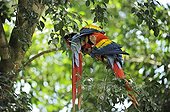Scarlet Macaw couple grooming Costa Rica 