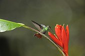 Rufous-tailed Hummingbird gathering nectar Costa Rica