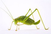 Bush Cricket (Leptophyes punctatissima)