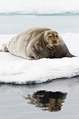 Bearded Seal or Square Flipper Seal (Erignathus barbatus) on an ice floe, Spitsbergen, Norway