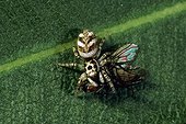 Zebra Spider (Salticus scenicus), Salticidae family, with a captured fly