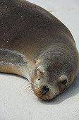Galapagos Sea Lion (Zalophus wollebaeki), basking in the sun, Galapagos Islands, Ecuador, South America
