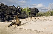 Galapagos Sea Lion (Zalophus californianus), San Cristobal Island, Galápagos Islands, UNESCO World Heritage Site, Ecuador
