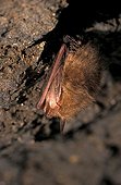 Common long-eared bat (Plecotus auritus) hibernating in a cave