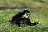 Gibbon (Namascus), sitting on a lawn