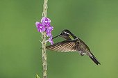 Purple-throated Mountain-gem (Lampornis calolaema), male in flight feeding on Porterweed (Stachytarpheta), Central Valley, Costa Rica, Central America