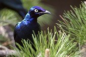 Greater Blue-eared Glossy-Starling (Lamprotornis chalybaeus)