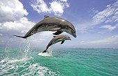 Common Bottlenose Dolphin (Tursiops truncatus), pair, adult, jumping out of the water, Caribbean, Roatan, Honduras, Central America