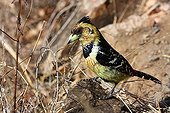 Crested Barbet looking for food in South africa