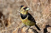 Crested Barbet looking for food in South africa