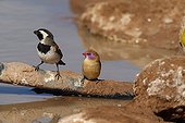 Violet-eared Waxbill with a White-browed Sparrow-Weaver RSA