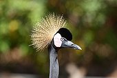 Portrait of a Black Crowned Crane Senegal