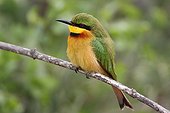Little Bee-eater perched and looking for insect Senegal