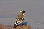 White-browed Sparrow-Weaver at the pond in South africa