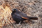 Pale-winged Starling looking for insects in Namibia