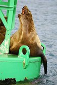 Steller sea lion (Eumetopias jubatus) on a light buoy, Prince William Sound, Alaska, USA, North America