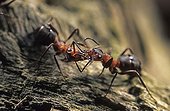 European red wood ant (Formica polyctena)