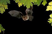 Brown Long-Eared Bat (Plecotus auritus) in flight