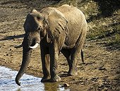 African elephant (Loxodonta africana) drinking at a water hole, Madikwe Game Reserve, South Africa, Africa