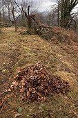 Culture 'lasagna' third leaf litter France ; 3rd layer: dead leaves 