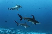 Three Scalloped Hammerhead Sharks (Sphyrna lewini) swimming above the sandy sea bottom, Darwin Island, Galapagos archipelago, UNESCO World Heritage Site, Ecuador, South America, Pacific Ocean