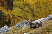 Chamois (Rupicapra rupicapra) with fawn resting in autumn colored larch forest , Nationalpark Gran Paradiso Italy