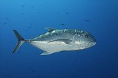 Giant trevally (Caranx ignobilis) swimming in blue water, Brother Islands, Hurghada, Red Sea, Egypt, Africa