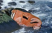 Pacific walrus (Odobenus rosmarus divergens), lying sleeping inbetween the rocks, Bering Sea, Alaska